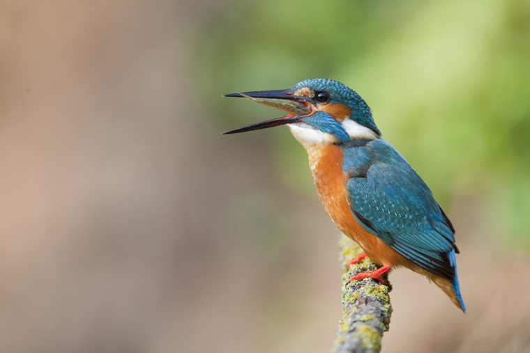 pl_hide_kingfisher_martin_pescador_blauet_02