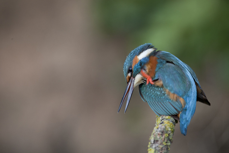 pl_hide_kingfisher_martin_pescador_blauet_03