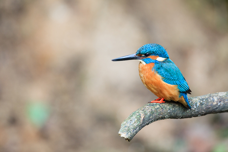 pl_hide_kingfisher_martin_pescador_blauet_04