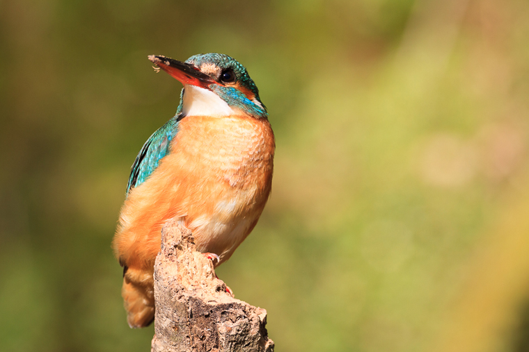 pl_hide_kingfisher_martin_pescador_blauet_05