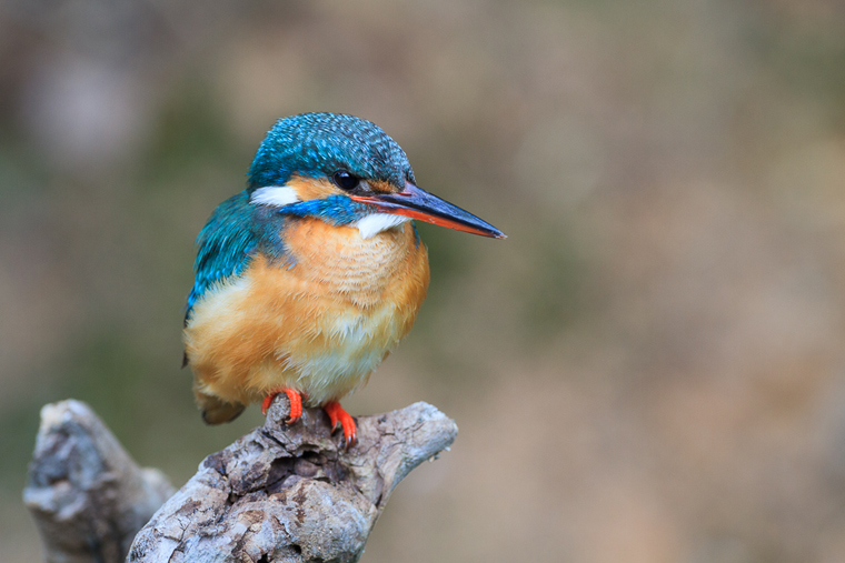 pl_hide_kingfisher_martin_pescador_blauet_06