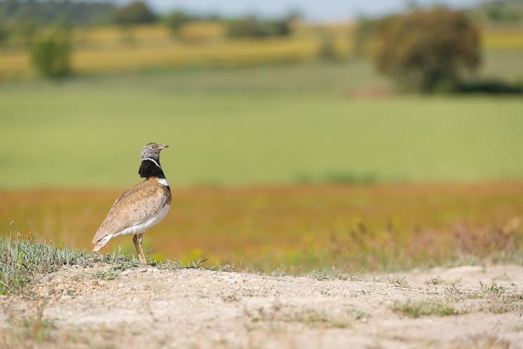 pl_hide_little_bustard_sison_siso_06