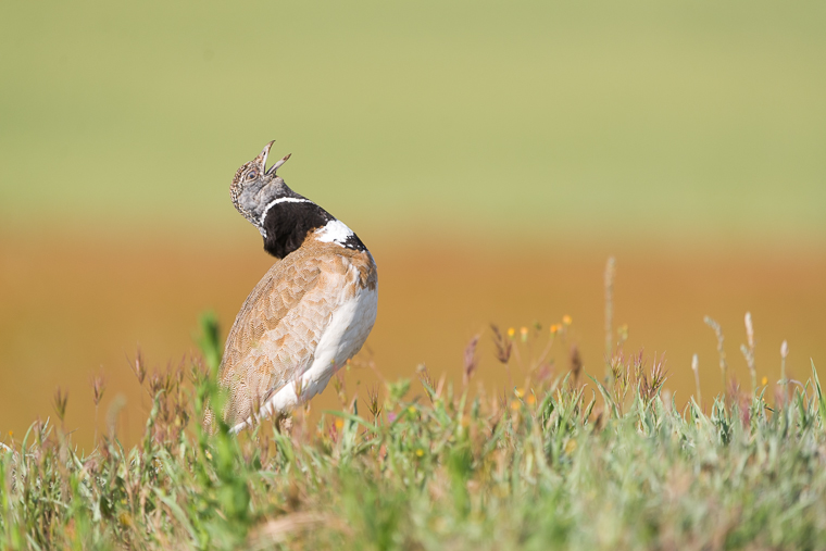 pl_hide_little_bustard_sison_siso_13