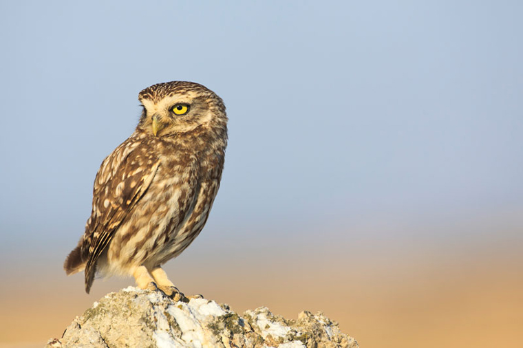 pl_hide_little_owl_mochuelo_mussol_01