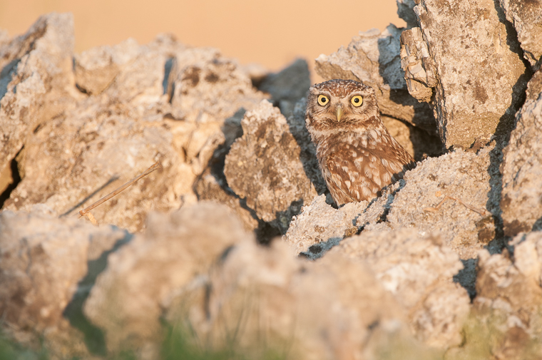 pl_hide_little_owl_mochuelo_mussol_03