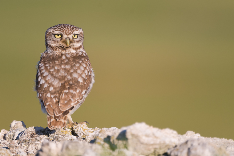 pl_hide_little_owl_mochuelo_mussol_05