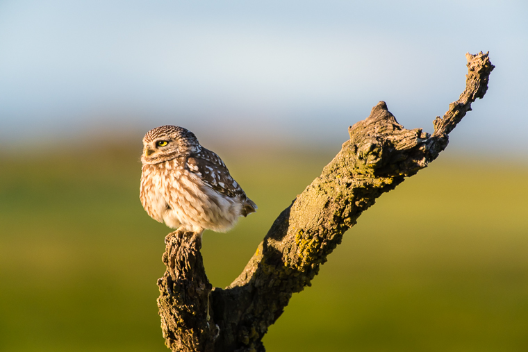 pl_hide_little_owl_mochuelo_mussol_06