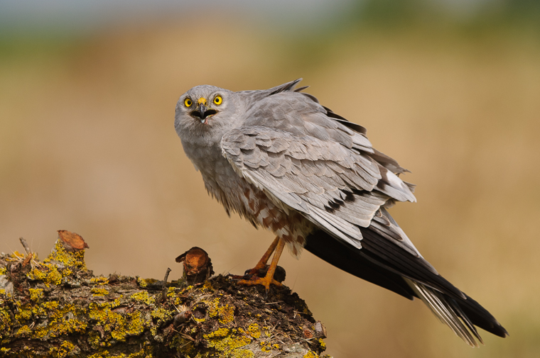 pl_hide_montagus_harrier_aguilucho_cenizo_esparver_cendros_01