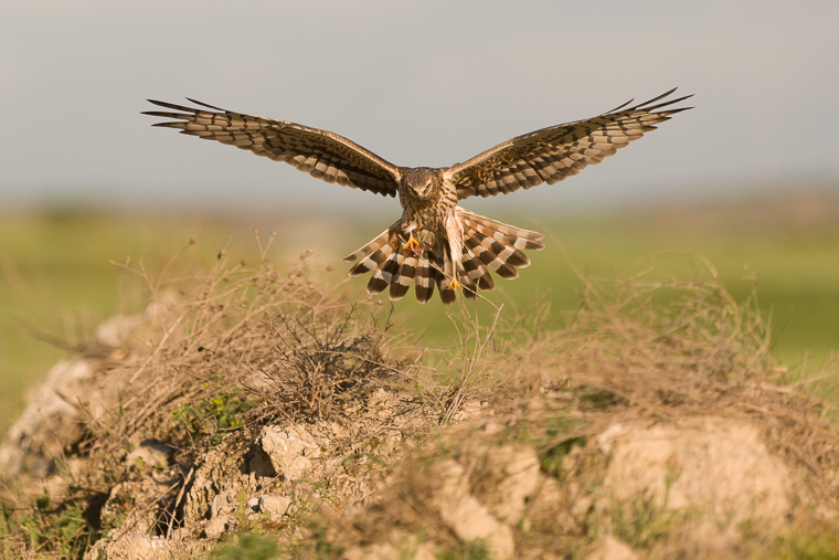 pl_hide_montagus_harrier_aguilucho_cenizo_esparver_cendros_03