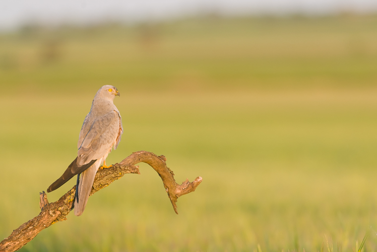 pl_hide_montagus_harrier_aguilucho_cenizo_esparver_cendros_04