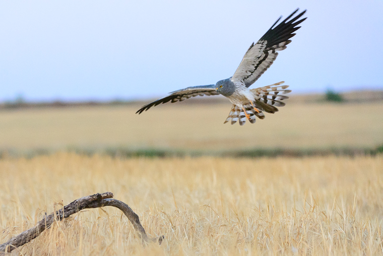 pl_hide_montagus_harrier_aguilucho_cenizo_esparver_cendros_05