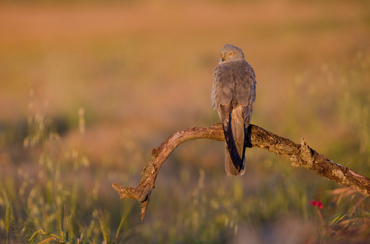 pl_hide_montagus_harrier_aguilucho_cenizo_esparver_cendros_10