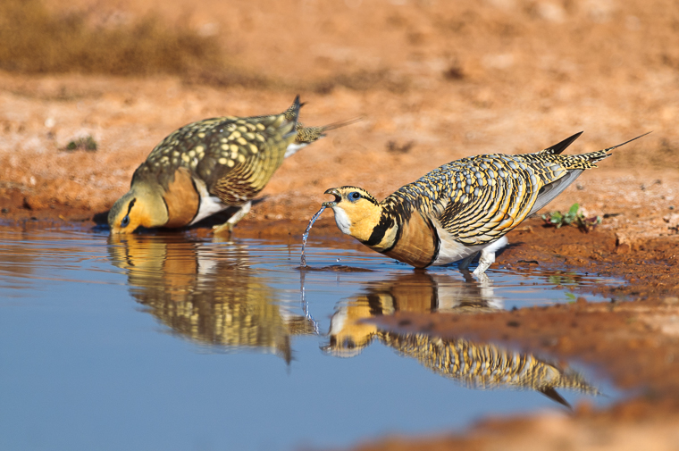 pl_hide_pin-tailde_sandgrouse_ganga_07