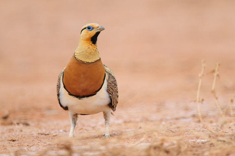 pl_hide_pin-tailde_sandgrouse_ganga_19