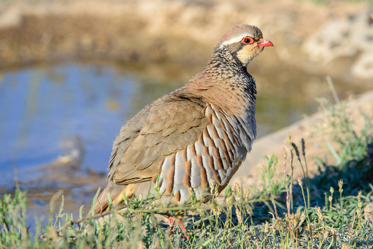 pl_hide_red-legged_partridge_perdiz_perdiu_roja_02