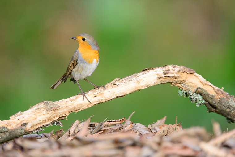 pl_hide_robin_petirrojo_pit_roig_03