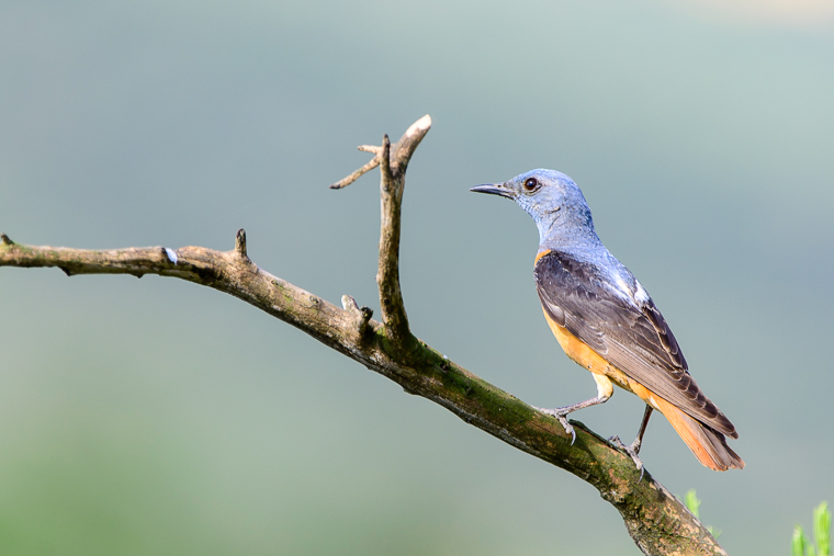 pl_hide_rock_thrush_roquero_rojo_merla_roquera_01