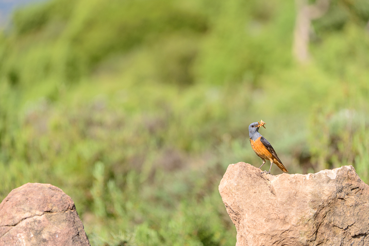 pl_hide_rock_thrush_roquero_rojo_merla_roquera_03