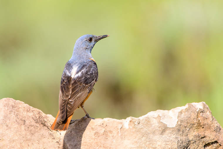 pl_hide_rock_thrush_roquero_rojo_merla_roquera_05