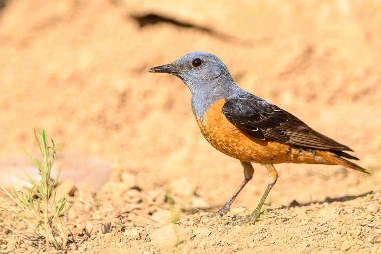 pl_hide_rock_thrush_roquero_rojo_merla_roquera_07