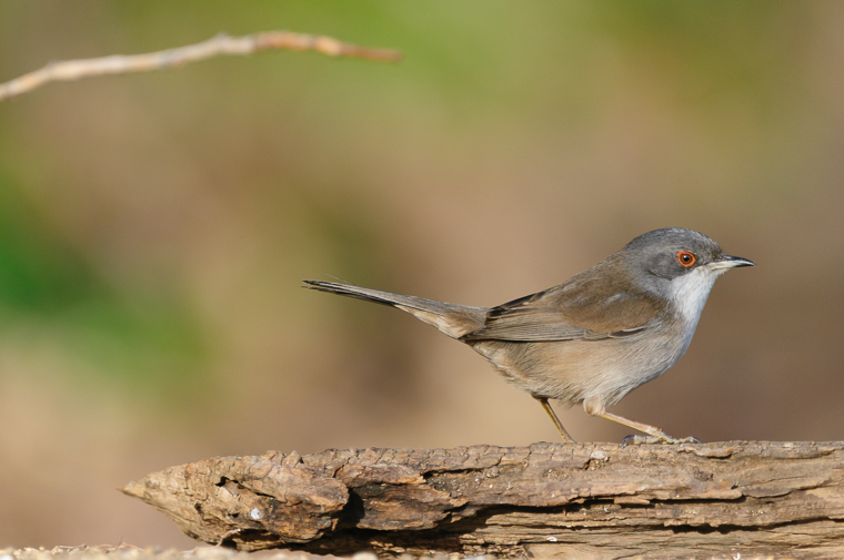 pl_hide_sardinian_warbler_curruca_cabezinegra_tallarol_capnegre_13