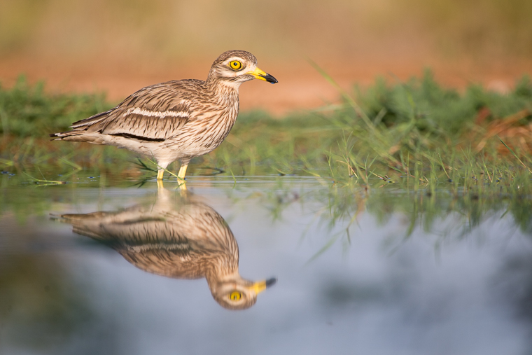 pl_hide_stone_curlew_alcaravan_torlit_05