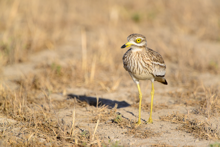 pl_hide_stone_curlew_alcaravan_torlit_06