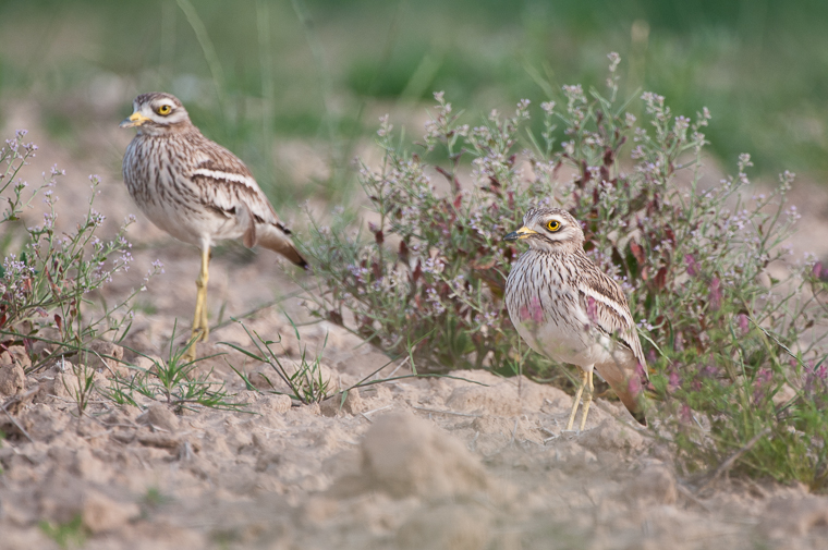 pl_hide_stone_curlew_alcaravan_torlit_08