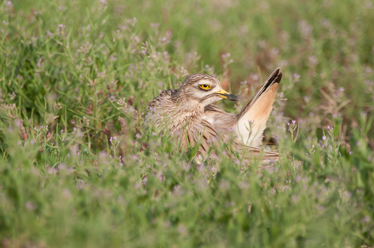 pl_hide_stone_curlew_alcaravan_torlit_09