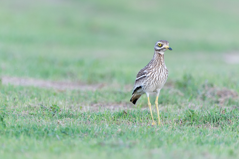 pl_hide_stone_curlew_alcaravan_torlit_10