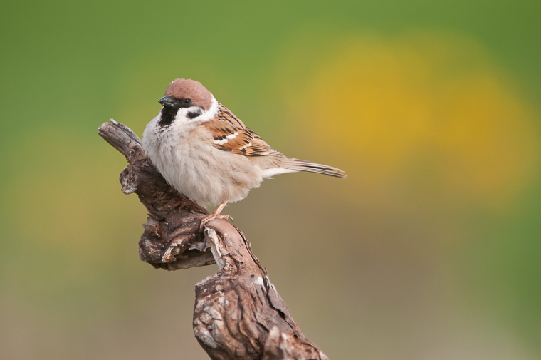 pl_hide_tree_sparrow_gorrion_molinero_pardal_xarrec_05