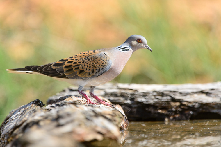pl_hide_turtle_dove_tortola_tortora_vulgar_05