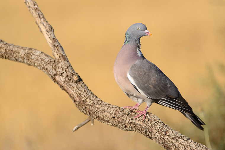 pl_hide_wood_pigeon_paloma_torcaz_tudo_02