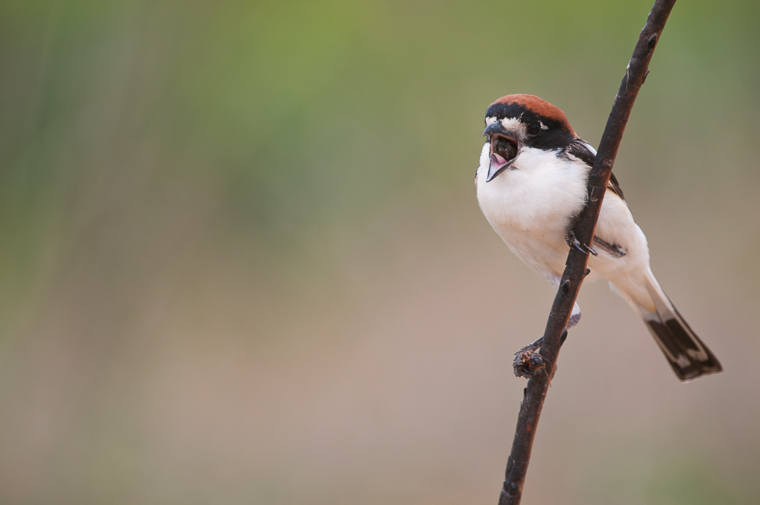 pl_hide_woodchat_shrike_alcaudon_comun_capsigrany_03