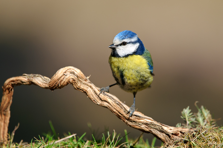 pl_itineriary_birding_observacion_observacio_ocells_aves_03