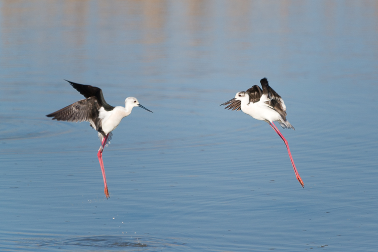 pl_itineriary_birding_observacion_observacio_ocells_aves_07