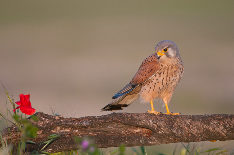 pl_itineriary_birding_observacion_observacio_ocells_aves_09