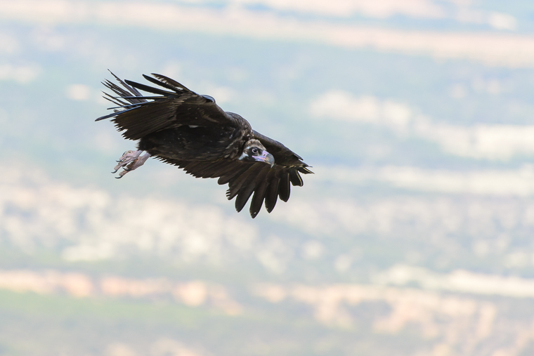 pl_vulture_itinerary_bitre_guiaje_guiatge_voltors_07