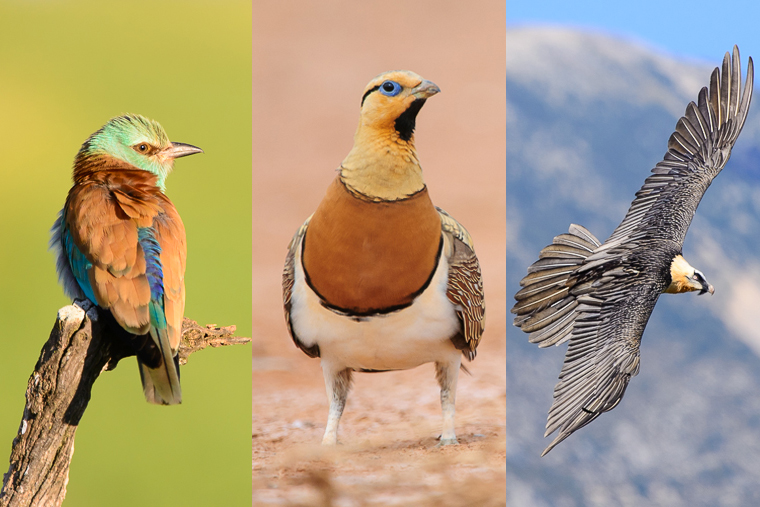 Sandgrouse Travel