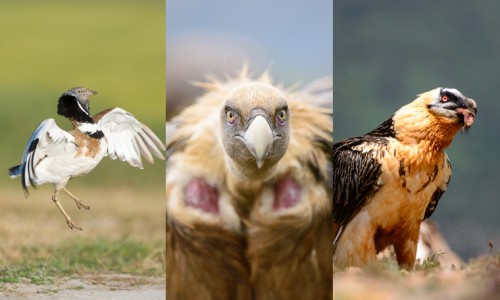 Spanish steppes and vultures photo trip