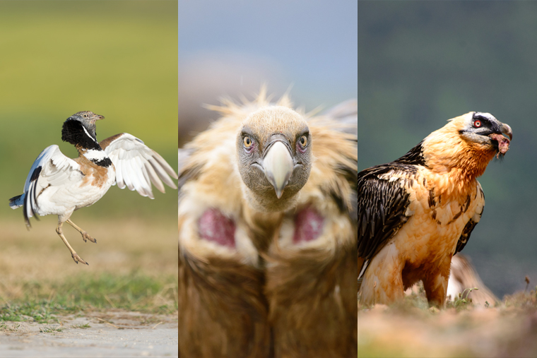 pl_steppe_and_vultures_photo_trip