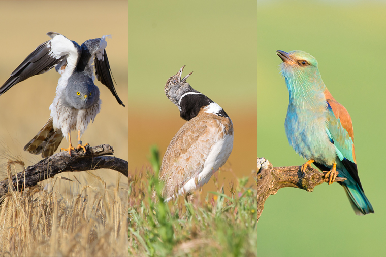 pl_steppe_birds_photo_trip_2