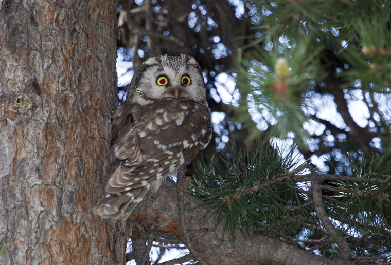 hide_pl_tengmalms_owl_mochuelo_boreal_mussol_pirinenc_01