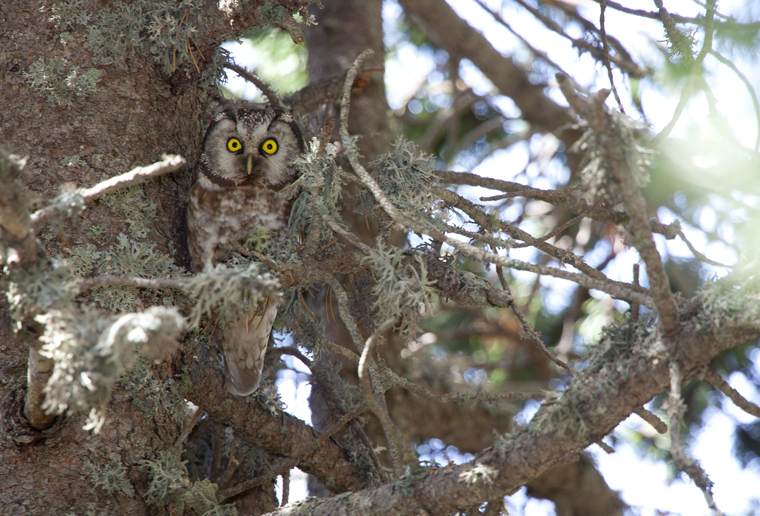 hide_pl_tengmalms_owl_mochuelo_boreal_mussol_pirinenc_02