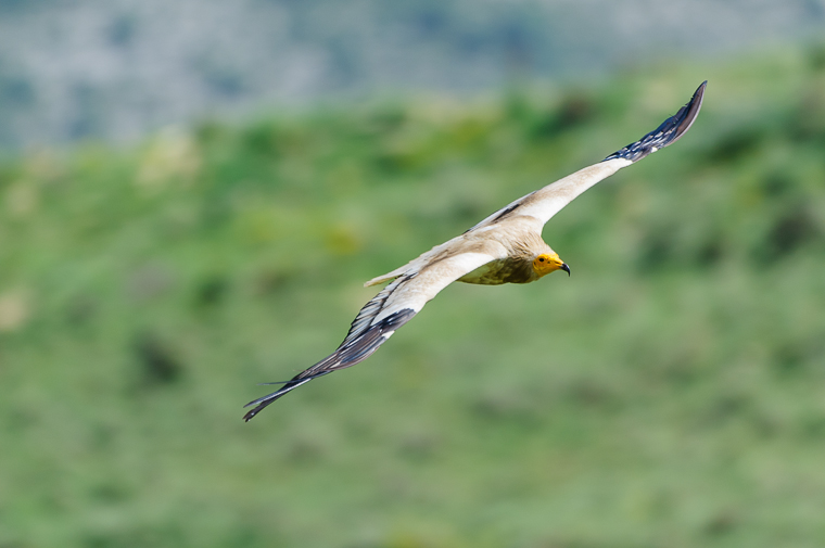 pl_hide_egyptian_vulture_alimoche_aufrany_terreta_21