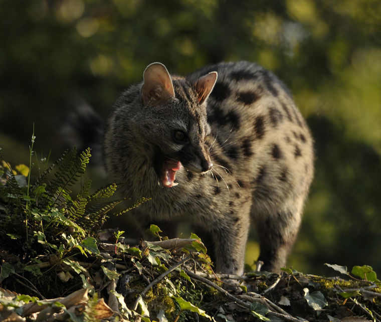About the Genet hide in daylight.