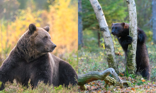 Viaje fotográfico a Finlandia: oso pardo y glotón