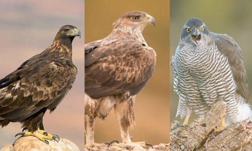 Raptors photography trip in East Spain