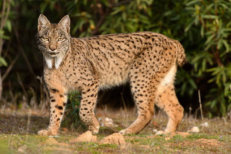 Winter Hide of Iberian Lynx in Andújar Agencia de viajes para