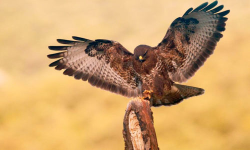 PL_hide_buteo_ratonero_buzzard_aligot